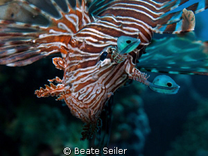 "Just looking" , Lionfish taken with my Canon G10 at El Q... by Beate Seiler 